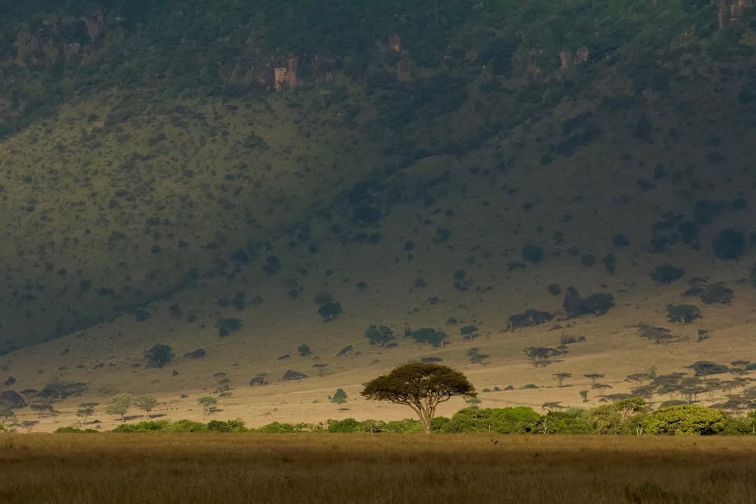 image of fields of mara conservancy in the savannah of kenya